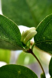 間もなく咲きそうな蕾です!