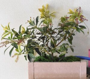 アセビの水耕株　　　　　　　　　　　　　　 （デコレーション後）