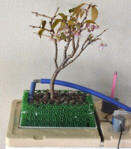 十月桜の水耕株　　　　　　　　　　　　　 （デコレーション前）