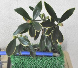 ジンチョウゲの水耕株　　　　　　　　　　　　 （デコレーション前）