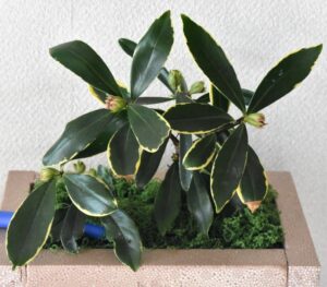 ジンチョウゲの「凡栽」？