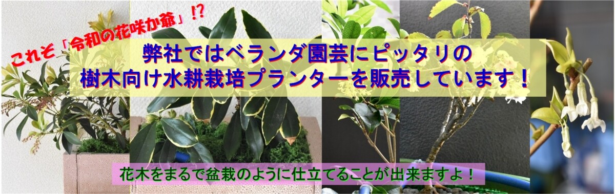 弊社ではベランダ園芸に最適な樹木向け水耕栽培プランターを販売しいます。