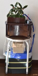 ①ジンチョウゲ