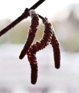 この品種は赤っぽい雄花！