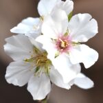 アーモンドの花のアップです！