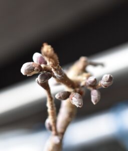 雌花の方はまだ花芽状態です！
