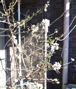 アーモンド株の遠景