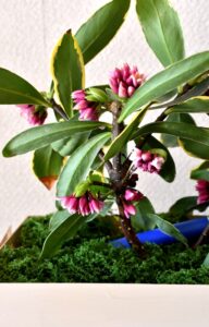 ジンチョウゲの花