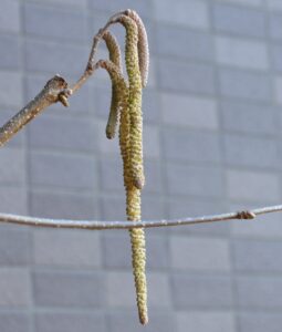 この品種は長～い雄花です！