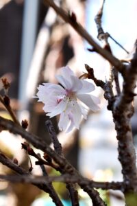 ポツリポツリと咲く十月桜