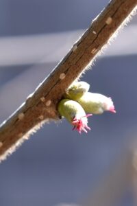 ヘーゼルナッツの雌花
