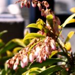 淡いピンクが魅力のアセビの花