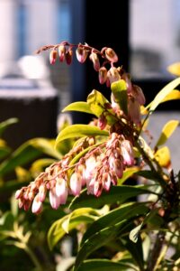 淡いピンクが魅力のアセビの花