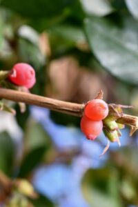 ロニセラの赤い実