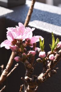 咲き始めのドワーフ桃