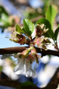 アーモンドの幼果